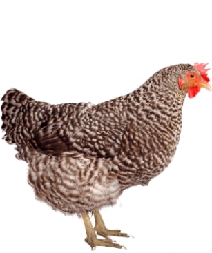 Granulés poule pondeuse certifié BIO et SANS OGM - La Ferme de Manon